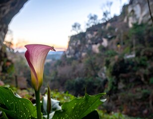 Elegant cala lily flower blooms against rocky cliffs at dusk