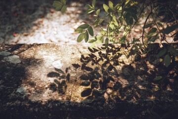 Rough concrete surface illuminated by dappled sunlight and tree branch shadows, creating natural organic patterns. Peaceful morning background.