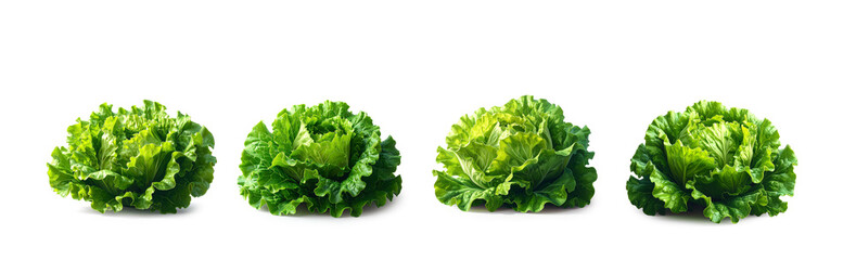 Fresh green lettuce set, semi-realistic 3D illustration isolated on white background