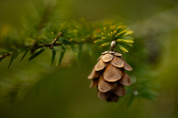pine cones on a branch