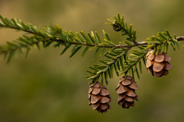 pine cones on a branch