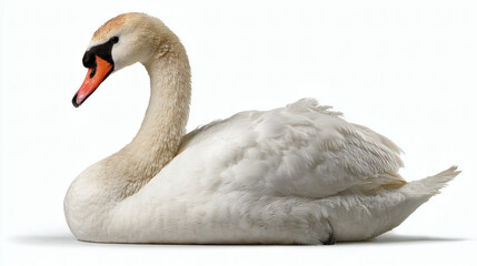 Fototapeta premium White Swan White Background Elegant Portrait