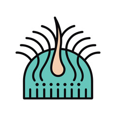 Hair Follicle and Scalp Anatomy Illustration