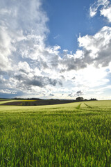 Obraz premium Feldlandschaft, Frühjahr