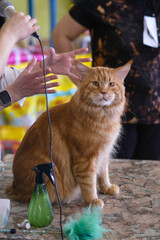 orange maine coon cat sitting on hte judging table at cat show