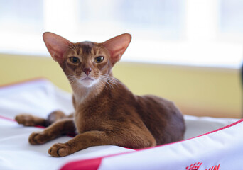 brown cat laying looking in the camera at cat show
