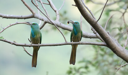 Pair of Blue bearded bee eaters perched on a branch with distinctive green plumage and blue throat...