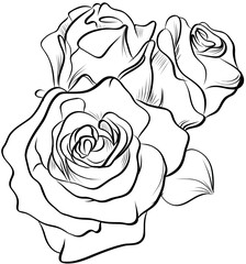 Rose Bouquet Floral Line Art Illustration