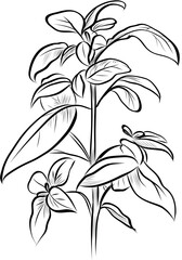 Fresh Basil Leaves Hand Drawn Botanical Illustration