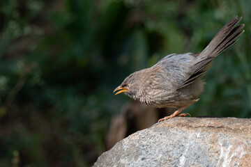 A close up profile of Jungle babbler perched on a rock. Its characteristic grey brown plumage, yellow beak, and a pale white yellow eyes against a soft, blurred green background.