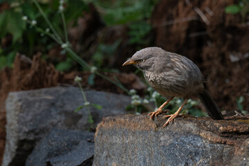 A close up profile of Jungle babbler perched on a rock. Its characteristic grey brown plumage, yellow beak, and a pale white yellow eyes against a soft, blurred green background.