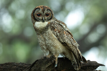A detailed portrait of a Mottled wood owl resting on a textured tree branch. The nocturnal bird of prey is captured in its natural forest habitat, highlighting its camouflage and majestic presence.