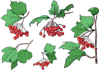Hand drawn viburnum berries and leaves set isolated