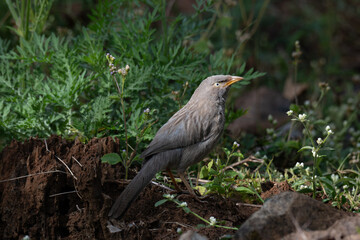 A close up profile of Jungle babbler perched on a rock. Its characteristic grey brown plumage, yellow beak, and a pale white yellow eyes against a soft, blurred green background.
