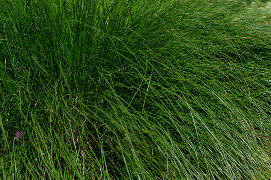 Sheep fescue ( lat. Festuca ovina ) is a species of perennial herbaceous plants of the genus Festuca of the family Poaceae