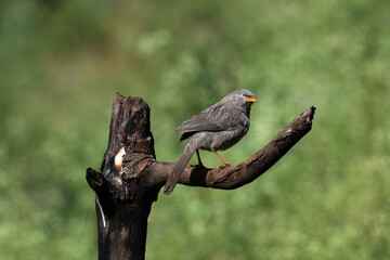 A close up profile of Jungle babbler perched on a weathered tree stump. Its characteristic grey brown plumage, yellow beak, and a pale white yellow eyes against a soft, blurred green background.