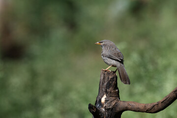 A close up profile of Jungle babbler perched on a weathered tree stump. Its characteristic grey brown plumage, yellow beak, and a pale white yellow eyes against a soft, blurred green background.