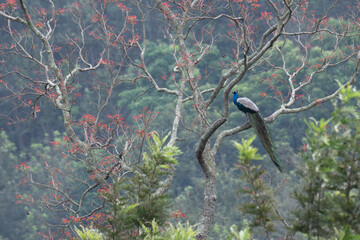 A stunning male Indian peafowl perched on a tree branch in a tropical forest with a long, iridescent train perched on a gnarled tree branch. The background is soft blurred with tree and branches with 