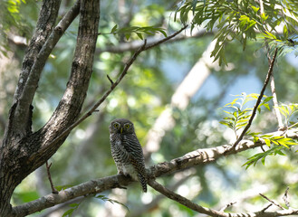 Jungle owlet perched alertly  on a tree in its natural habitat, The birds distinctive brown and white plumage, round head, and striking yellow eyes against a soft, bokeh green background.