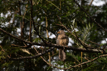 A close up profile of Jungle babbler perched on a tree branch. Its characteristic grey brown plumage, yellow beak, and a pale white yellow eyes against a soft, blurred green background.