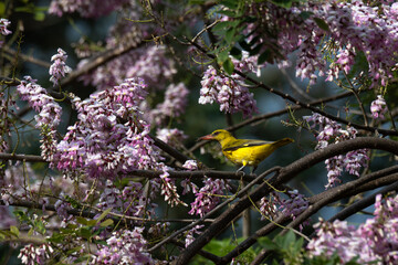 Vibrant Male Indian golden oriole perched on a tree branch with prey in its beak. The bright yellow bird is surrounded by beautiful pink spring blossoms in a lush natural environment.