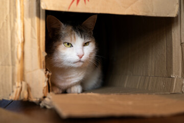 A funny cat is sitting in a box