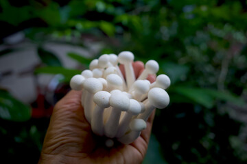 Shimeji mushrooms, Hypsizygus Tessellatus beech mushrooms on a hand, used in soups, stir fries and stews