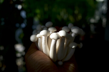 Shimeji mushrooms, Hypsizygus Tessellatus beech mushrooms on a hand, used in soups, stir fries and stews