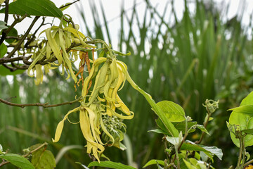 Cananga or Ylang-ylang flowers (Cananga odorata) perfume ingredients, aromatherapy flowers, relaxation flowers