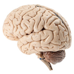 Exploration of human brain anatomy isolated on a pristine white background for educational purposes