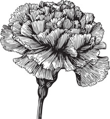ruffled carnation flower illustrated as a delicate black vector outline with textured layered petal contours 