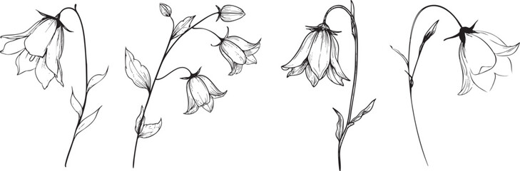 delicate bellflower rendered as a minimal black vector outline with drooping petals and thin curved stem 