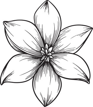 smooth rounded jasmine flower drawn as a minimal black vector outline with soft symmetrical contours