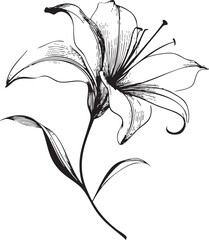 elegant lily flower drawn as a delicate black vector outline with long flowing curved petals