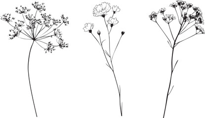 delicate wildflower drawn as a minimal black vector outline with thin stem and clustered small petals