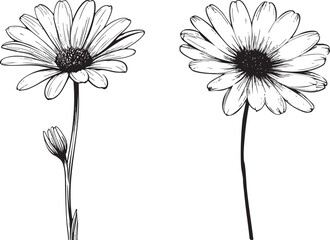 simple geometric daisy flower depicted as a clean black vector outline with wide petals