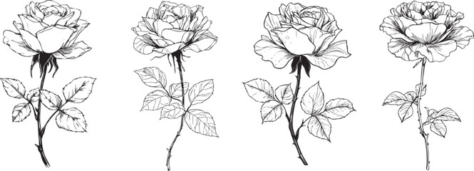 detailed layered rose illustrated as a refined black vector outline with elegant petal contours