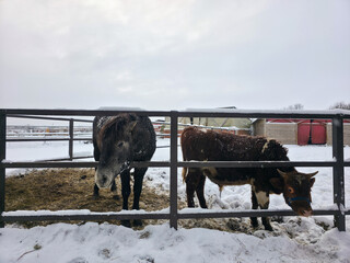Cow and horse in a pasture on a farm in winter
