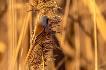 eine Bartmeise auf einem Schilfgras