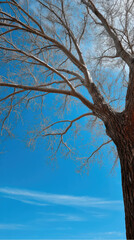 Fototapeta premium Bare tree branch against clear blue sky, winter season, tranquil nature scene, vertical composition, outdoor landscape