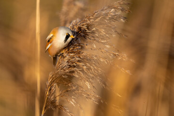 eine Bartmeise auf einem Schilfgras