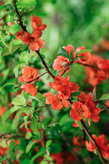 vertical japanese quince branch with orange blossom