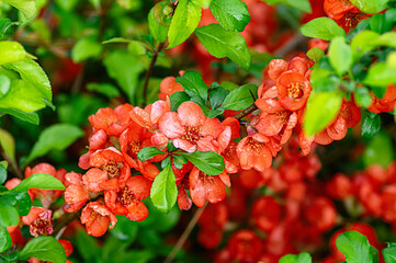 lush orange japanese quince flowers with green foliage