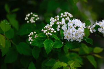 white spiraea vanhouttei flower cluster in green garden