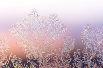 Pastel Tree Grove Frost on Window