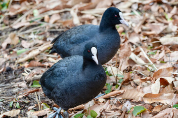 枯れ葉の上を歩く2羽のオオバンのつがい