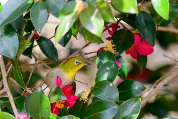 サザンカのピンクの花の蜜を吸いに来たメジロ