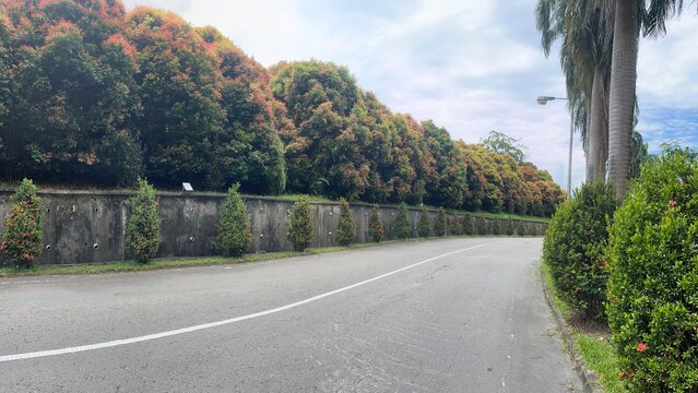 Curved roadside bordered by dense tropical trees and trimmed shrubs, showing landscaped greenery along a quiet urban street