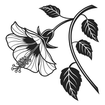 Abutilon Flowers with Hanging Bell Petals and Buds