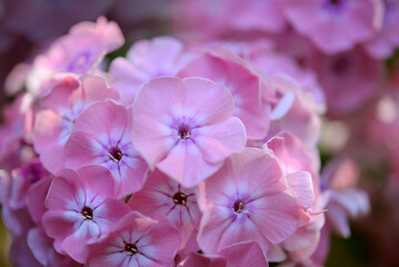 colorful phlox flowers blooming at a garden, bright pink flowers blooming in the soil close-up, summer floral background